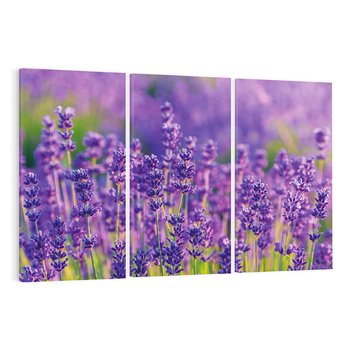 Obraz na płótnie 120x80 - Zaklęta lawenda - lawenda, kwiaty