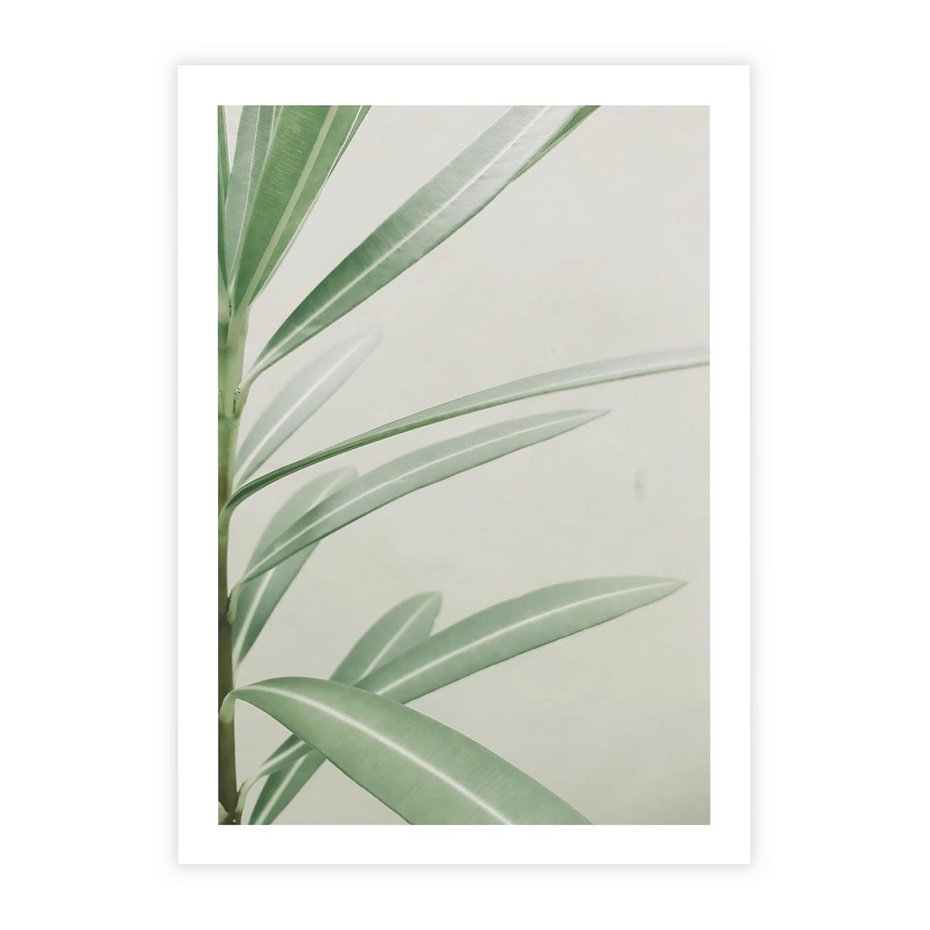 Plakat bez ramy 50x70 - Minimalistyczna Tropikalna Harmonia - tropikalna roślina, zielone liście
