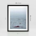 Plakat w ramie 40x50 - Spotkanie z Orką - morze, ocean - rama czarna