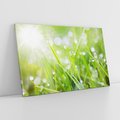 Obraz na płótnie 70x50 - Delikatna trawa pokryta rosą - trawa, rosa