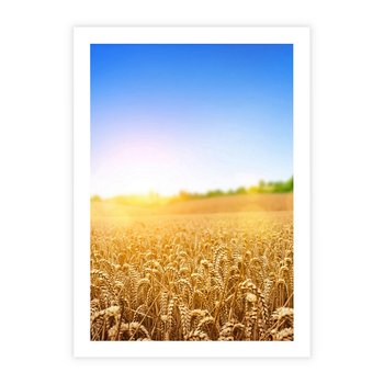 Plakat bez ramy 30x40 - Żyzne Pola - pole, pszenicy