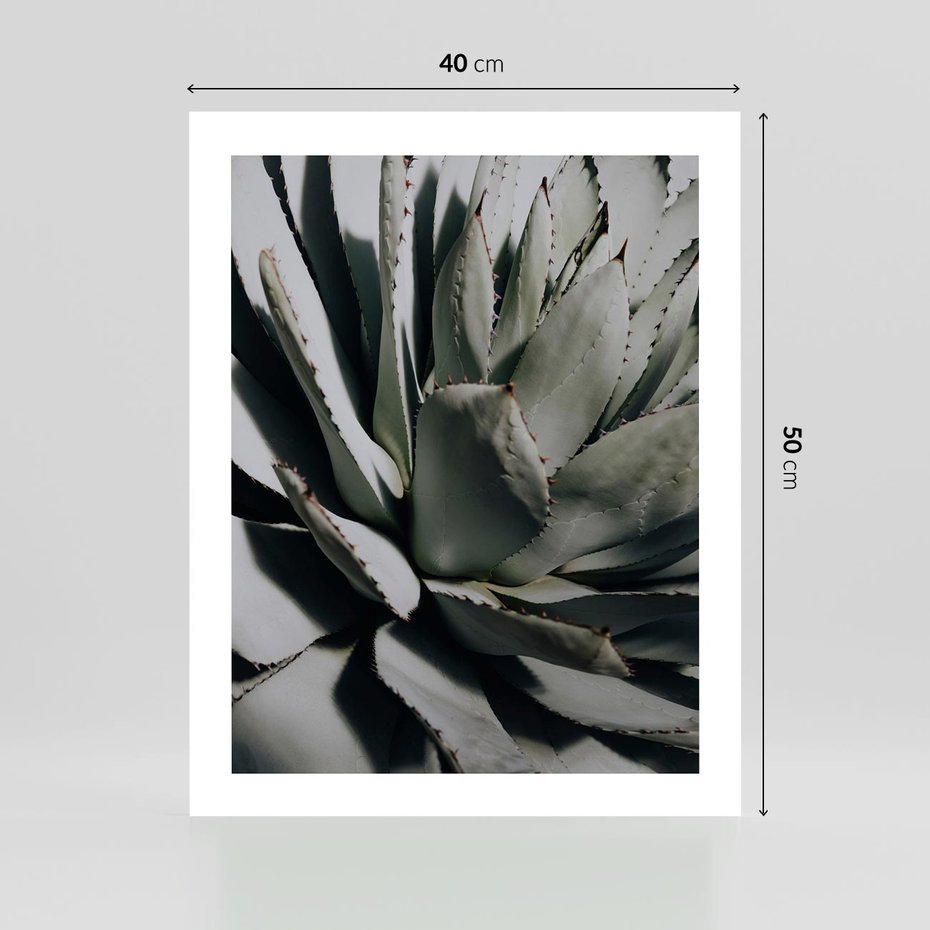 Plakat bez ramy 40x50 - Sukulenty wśród kaktusów - sukulenty, kaktusy