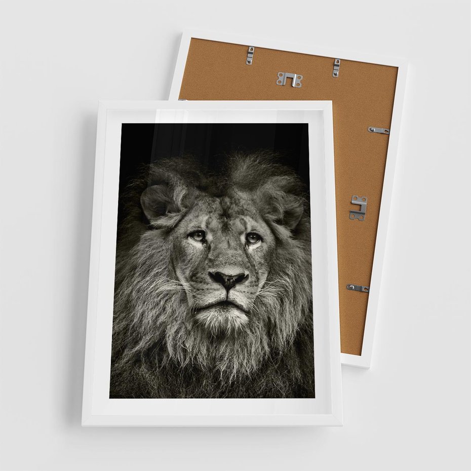 Plakat w ramie 50x70 - Moc lewego spojrzenia - lew, czarno - rama biała