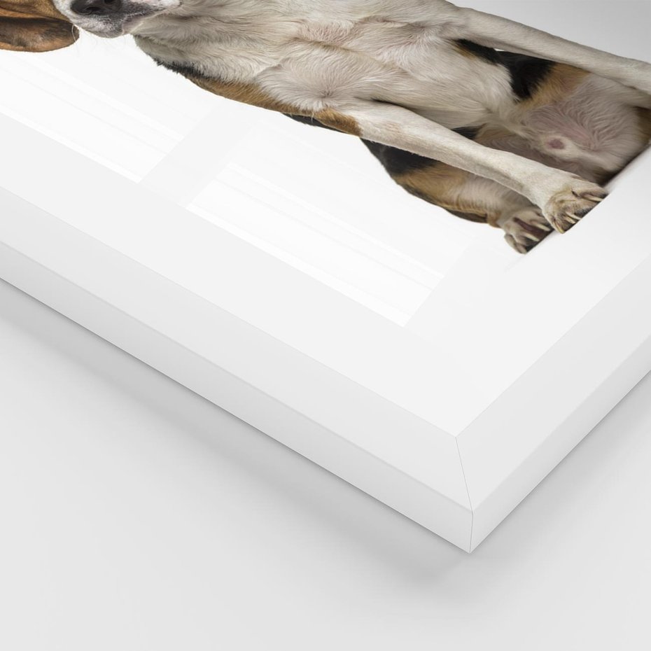 Plakat w ramie 30x40 - Wierność i radość - pies, piesek - rama biała