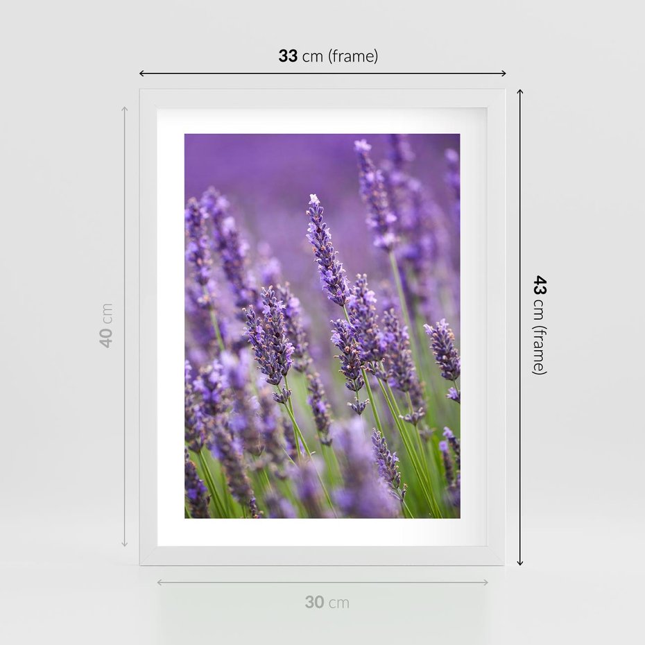 Plakat w ramie 30x40 - Urok lawendy - lawenda, kwiaty - rama biała