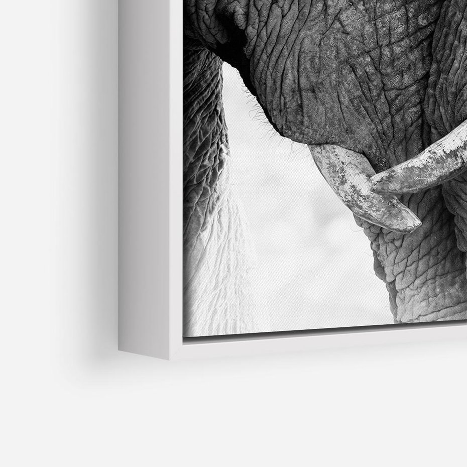 Obraz w ramie 50x50 - Spotkanie Mądrości - fotografia czarno biała, dwa słonie - rama biała