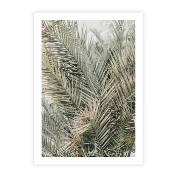 Plakat bez ramy 21x30 - Egzotyczny Świat Palm - palmy, liście palmy