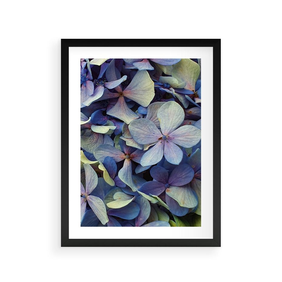 Plakat w ramie 30x40 - Hortensja - delikatność kwiatów - hortensja, kwiaty - rama czarna