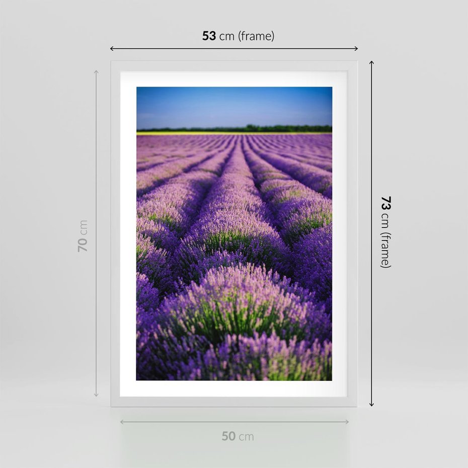 Plakat w ramie 50x70 - Malownicze Pole Lawendy - lawenda, pole - rama biała