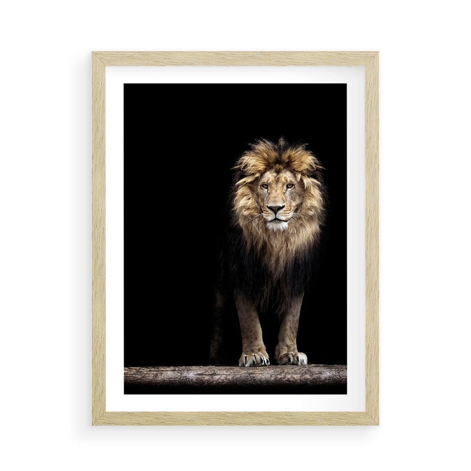 Plakat w ramie 50x70 - Lew: dzikie piękno natury - lew, dzikie - rama drewno