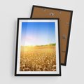 Plakat w ramie 50x70 - Żyzne Pola - pole, pszenicy - rama czarna