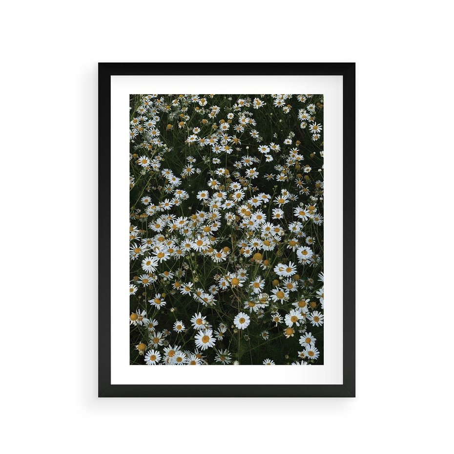 Plakat w ramie 30x40 - Stokrotkowa Idylla na Łące - łąka, stokrotki - rama czarna