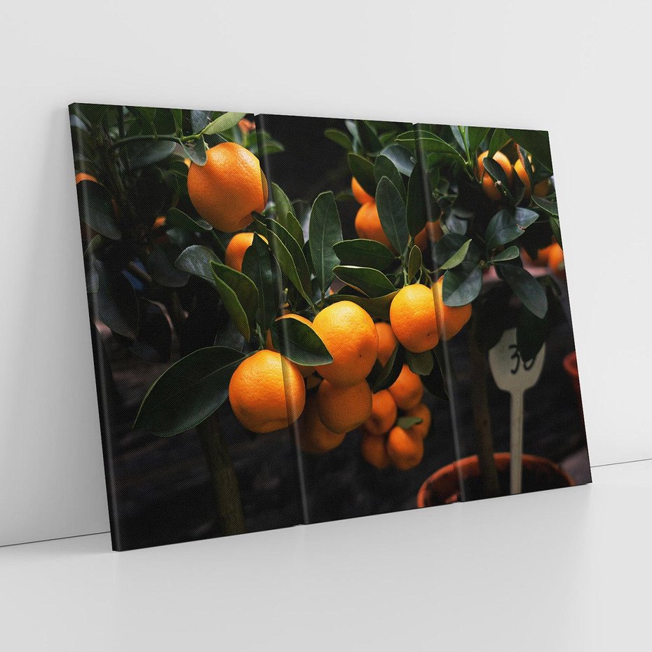 Obraz na płótnie 120x80 - Mandarynki Drzewko Urodzaju - mandarynki, drzewko