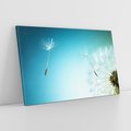 Obraz na płótnie 70x50 - Lekkość i Przemijanie - dmuchawiec, wiatr