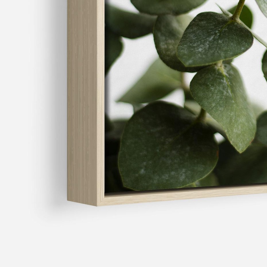 Obraz w ramie 80x80 - Zielone eukaliptusy - eukaliptus, liście - rama drewno