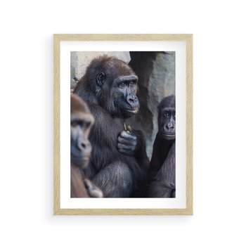 Plakat w ramie 40x50 - Małpy w ich naturalnym środowisku - małpy, szympansy - rama drewno