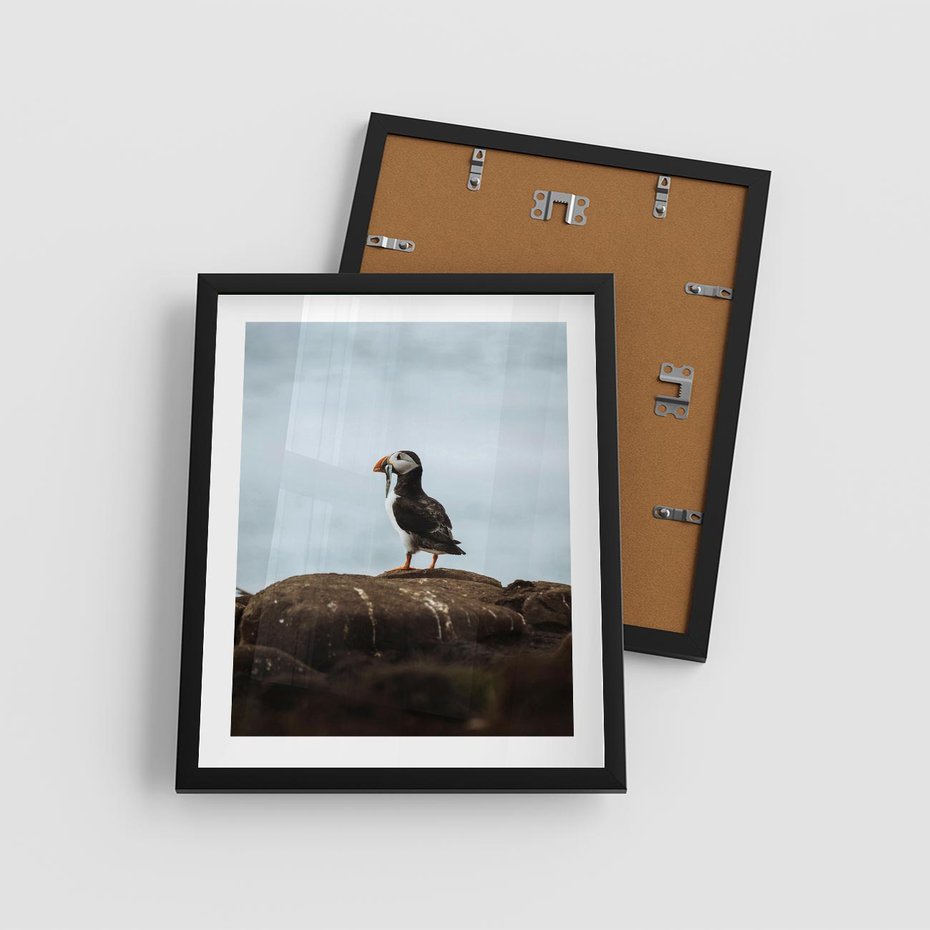 Plakat w ramie 40x50 - Portret Ptaka Morskiego - maskonur, ptak - rama czarna