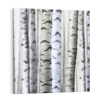 Obraz na płótnie 50x50 - Delikatność brzóz - brzozy, las