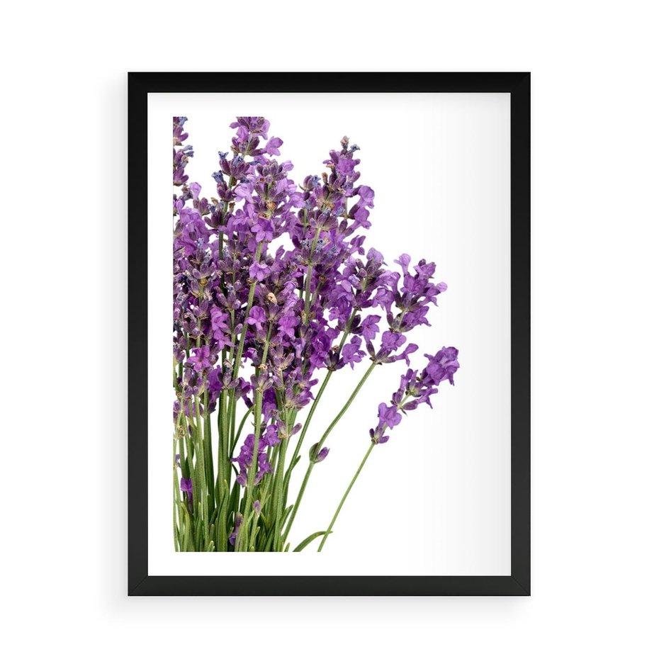 Plakat w ramie 50x70 - Pola lawendy w pełnym rozkwicie - lawenda, kwiaty - rama czarna