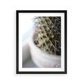 Plakat w ramie 40x50 - Kaktus w Zbliżeniu - kaktus, igły - rama czarna