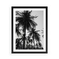 Plakat w ramie 50x70 - Mono Tropiki - palmy, drzewa palmowe - rama czarna