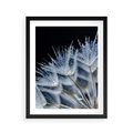 Plakat w ramie 40x50 - Makro piękno dmuchawców - makro, dmuchawce - rama czarna