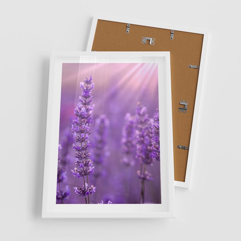 Plakat w ramie 50x70 - Fioletowa harmonia lawendy - lawenda, fiolet - rama biała