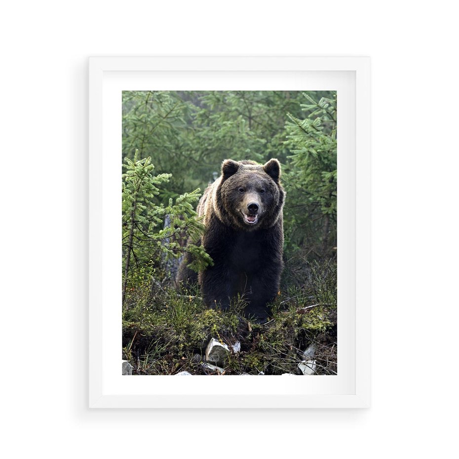 Plakat w ramie 40x50 - Spotkanie z Niedźwiedziem w Lesie - niedźwiedź, las - rama biała
