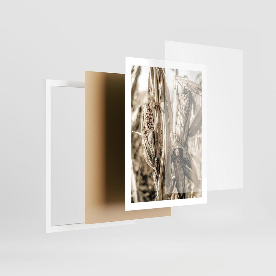 Plakat w ramie 50x70 - Retro Pole Kukurydzy - retro zdjęcie, sepia - rama biała