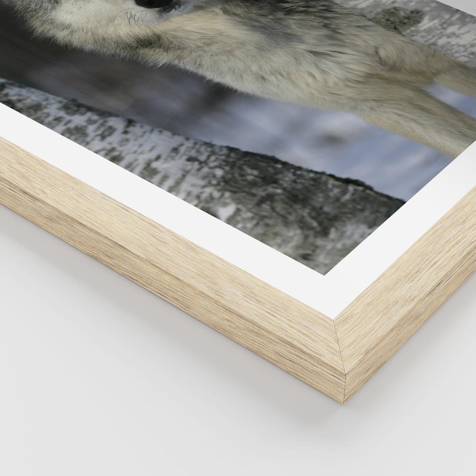 Plakat w ramie 40x50 - Wilk w Zimowym Lesie - wilk, las - rama drewno