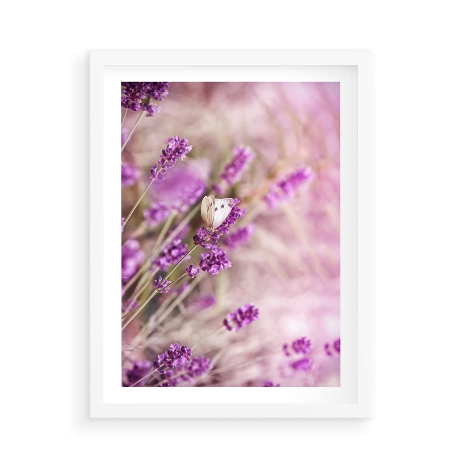 Plakat w ramie 50x70 - Majestat lawendy: fioletowe pola - lawenda, fiolet - rama biała