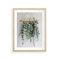 Plakat w ramie 30x40 - Uwodzicielska zieleń eukaliptusa - eukaliptus, zielone - rama drewno