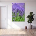 Obraz na płótnie 70x100 - Lawendowe pola piękno natury - lawenda, kwiaty