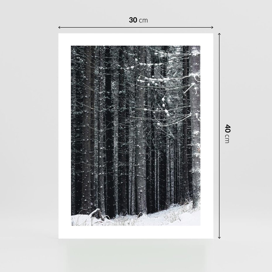 Plakat bez ramy 30x40 - Leśna Cisza: Malowniczy Pejzaż Zimą - las zimą, ośnieżone pnie drzew
