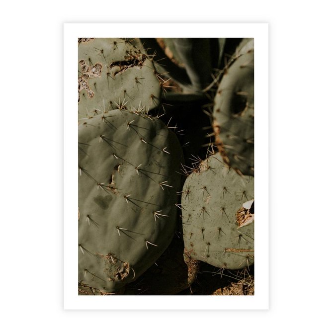 Plakat bez ramy 21x30 - Urok Egzotyki - kaktusy, boho