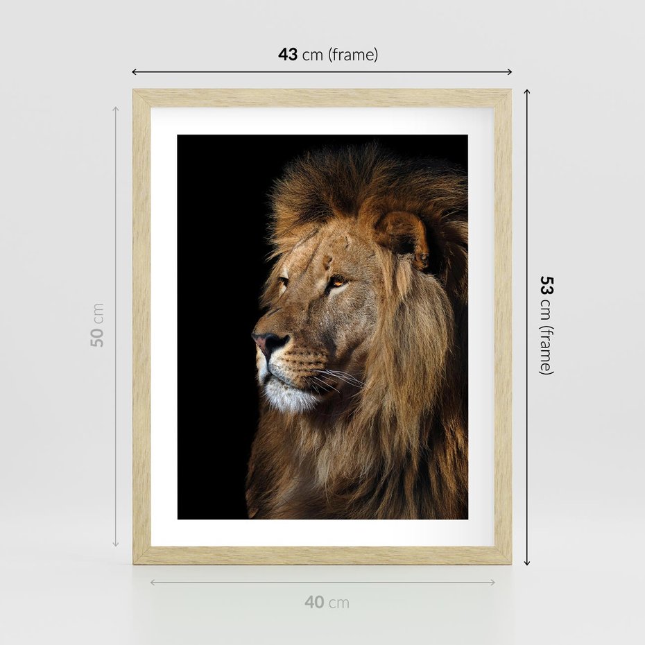 Plakat w ramie 40x50 - Władca Dzikiej Przyrody - lew, król - rama drewno
