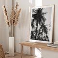 Plakat w ramie 50x70 - Mono Tropiki - palmy, drzewa palmowe - rama drewno