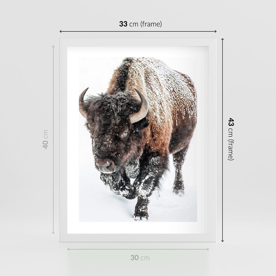 Plakat w ramie 30x40 - Zimowy Władca Puszczy - żubr, bizon - rama biała