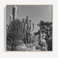 Obraz w ramie 50x50 - Pustynny Klimat - czarno białe zdjecie, pustynia - rama drewno