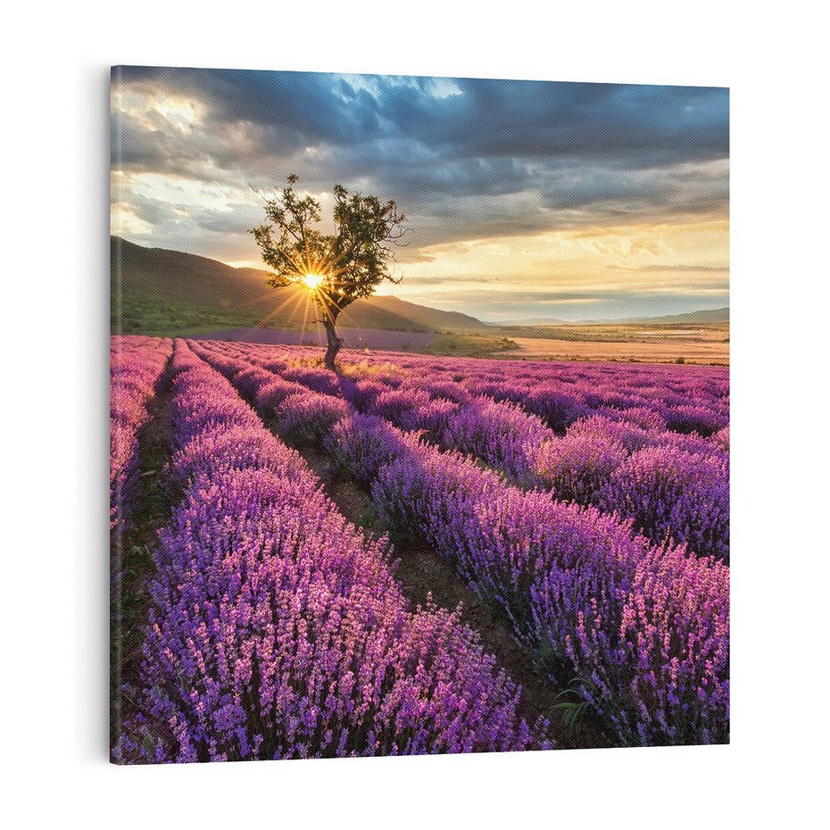 Obraz na płótnie 70x70 - Lawenda: Pachnący ogród natury - lawenda, kwiaty