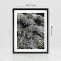 Plakat w ramie 40x50 - Zima na Gałęziach - sosnowe gałęzie, igły - rama czarna