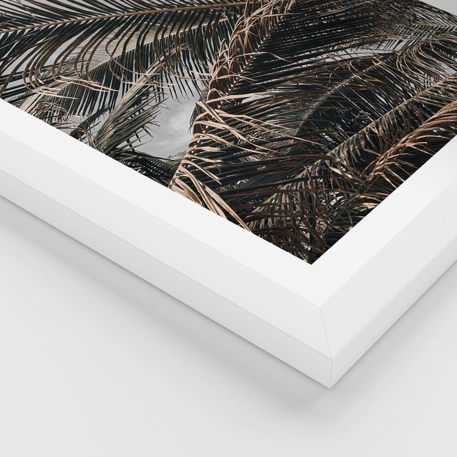 Plakat w ramie 40x50 - Liściaste Palmy - palmy, drzewa palmowe - rama biała