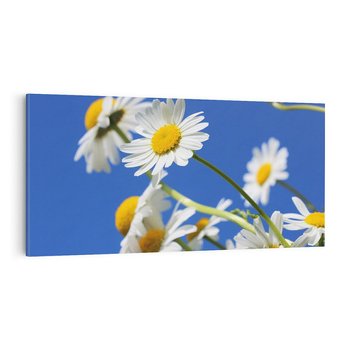 Obraz na płótnie 120x60 - Stokrotkowe pola - stokrotki, kwiaty