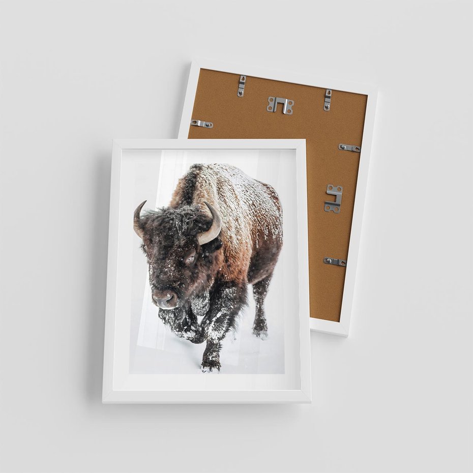 Plakat w ramie 30x40 - Zimowy Władca Puszczy - żubr, bizon - rama biała