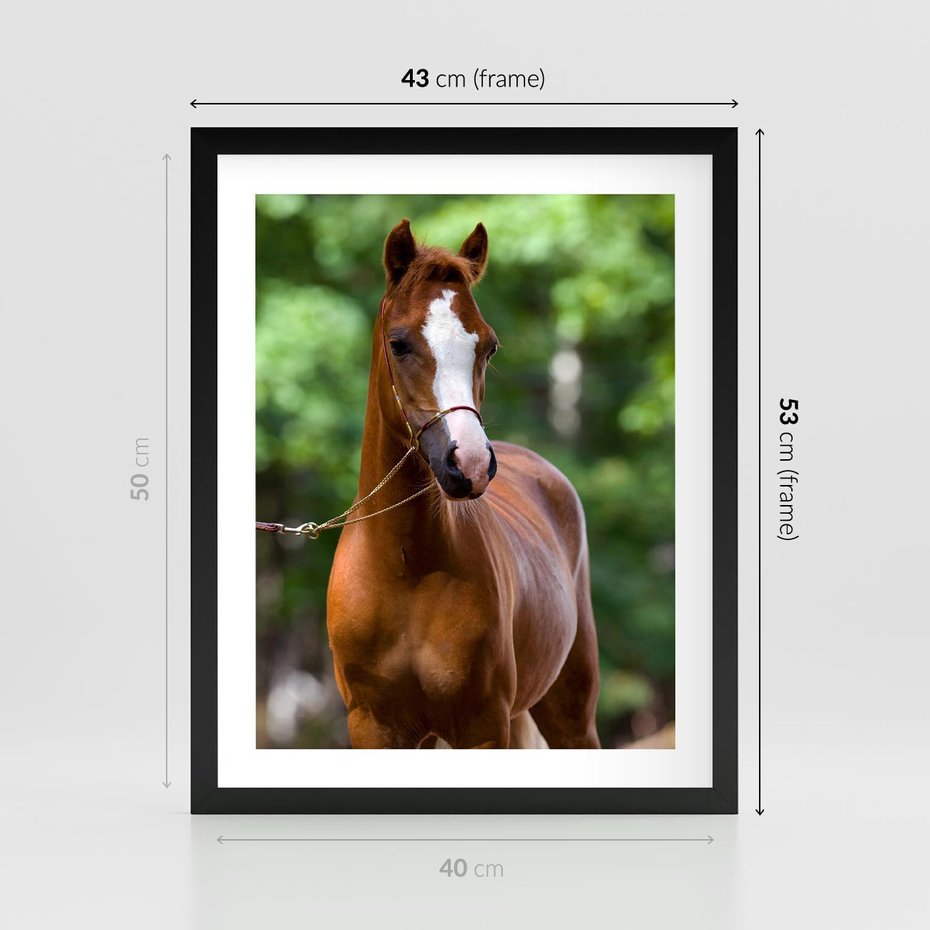 Plakat w ramie 40x50 - Portret Szlachetnego Konia - koń, portret - rama czarna