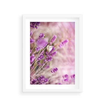 Plakat w ramie 50x70 - Majestat lawendy: fioletowe pola - lawenda, fiolet - rama biała