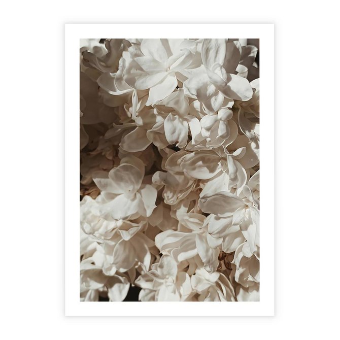 Plakat bez ramy 21x30 - Płatki w Detalu - białe kwiaty, zbliżenie