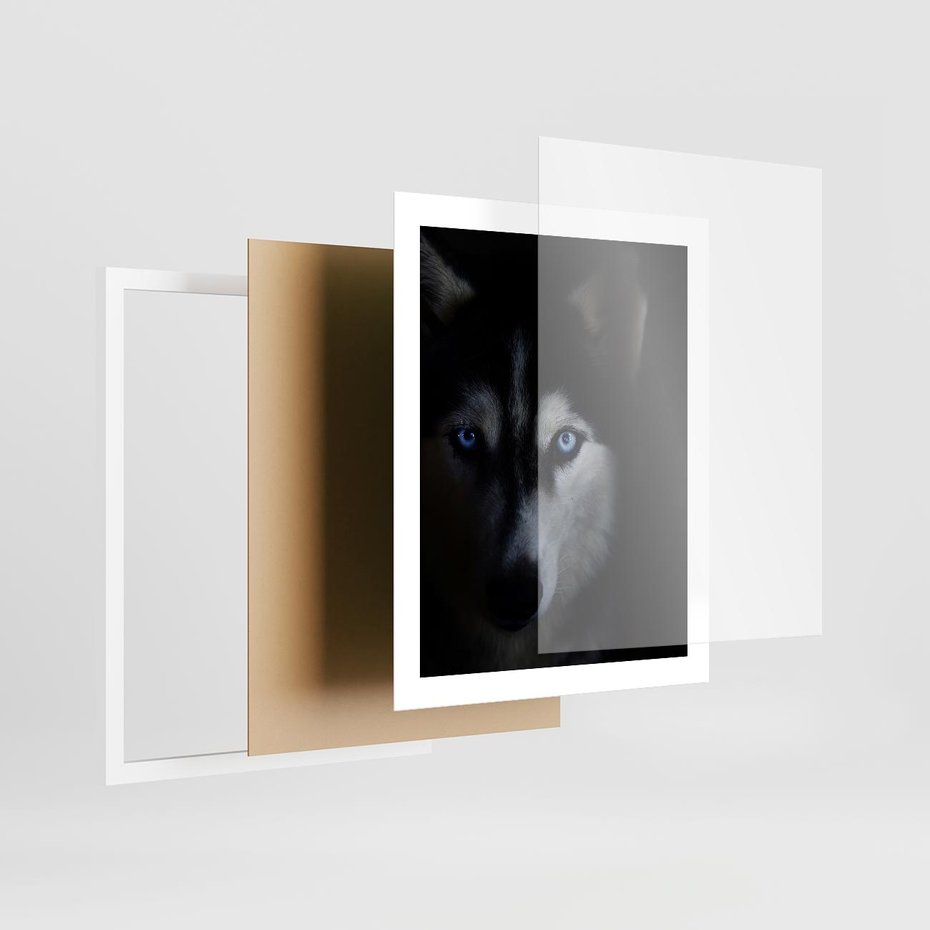 Plakat w ramie 40x50 - Wilk i husky: siła przyjaźni - wilk, husky - rama biała