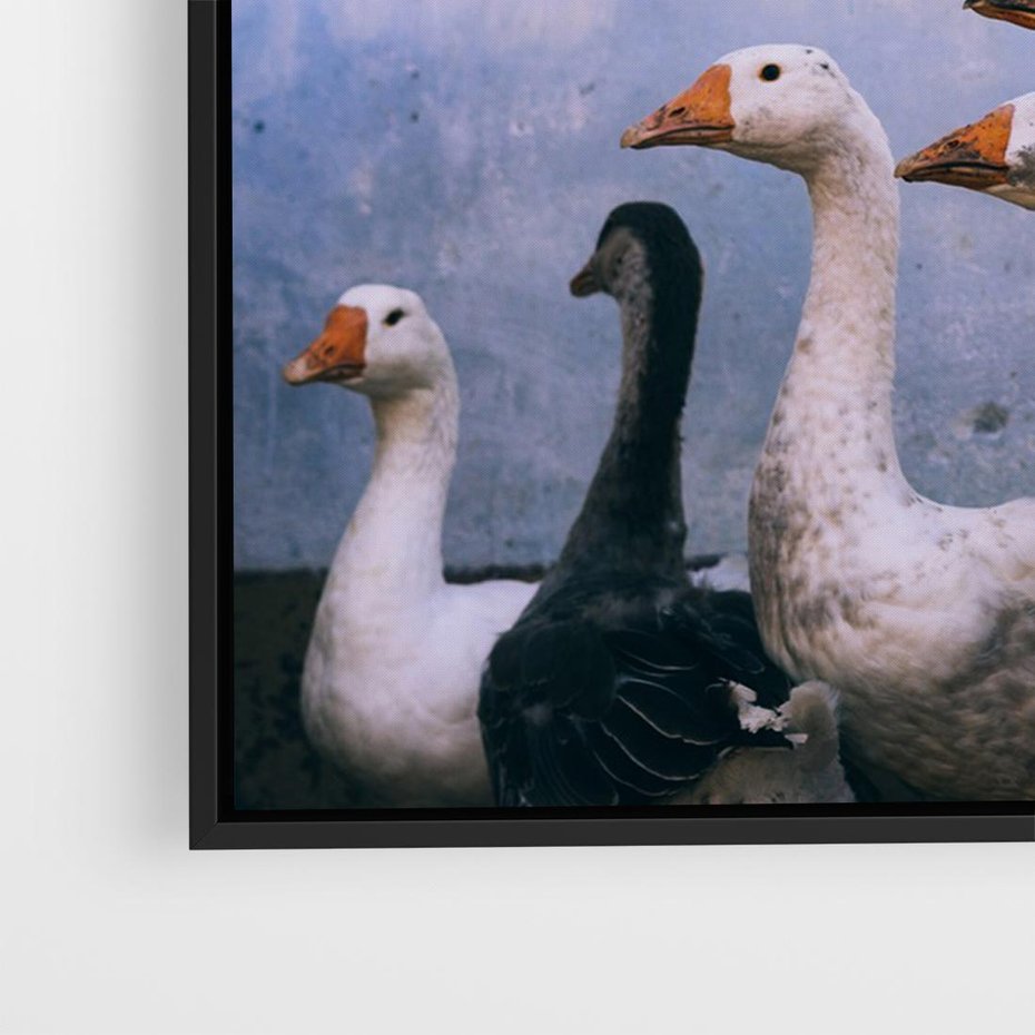 Obraz w ramie 100x70 - Spotkanie Wśród Piór - uchwycony moment, fotografia - rama czarna