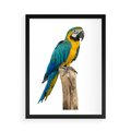 Plakat w ramie 50x70 - Kolorowa papuga w locie - papuga, ptak - rama czarna